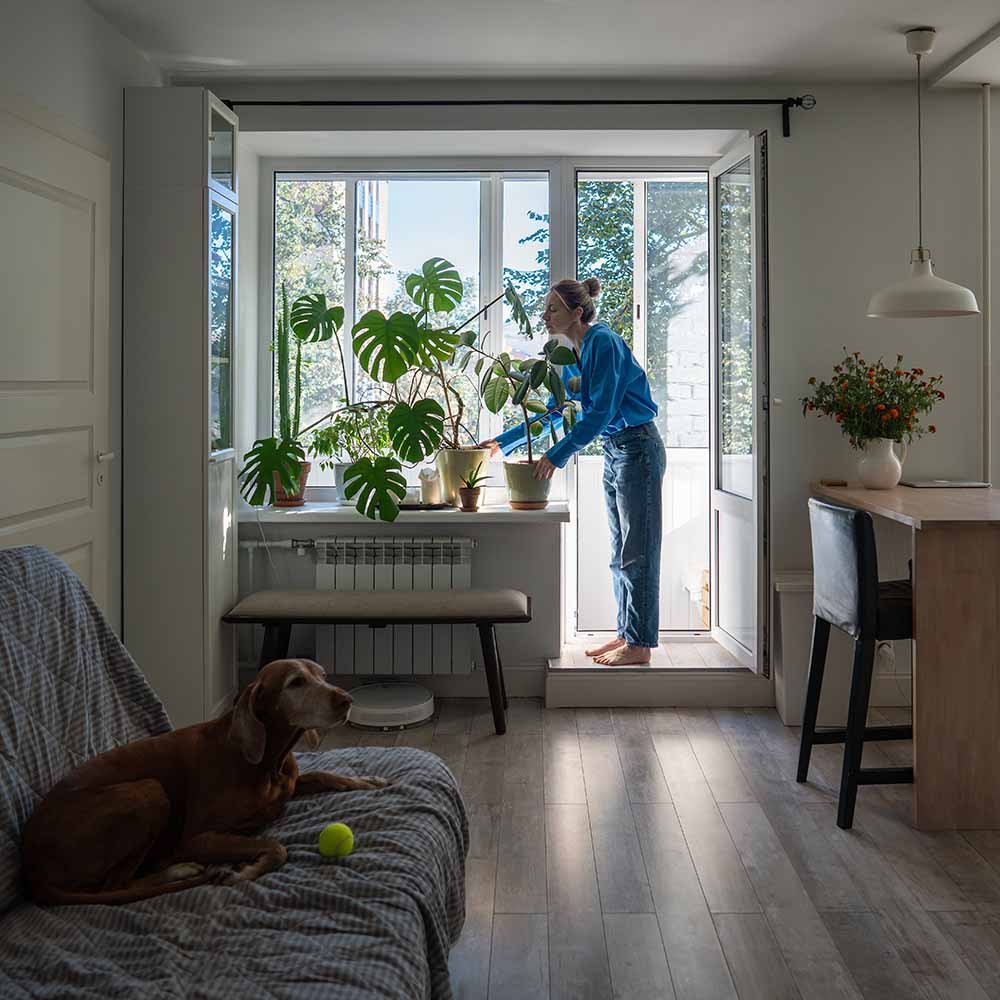 Kvinnan ordnar om möbler och städar efter att ha köpt ny växt, trädgårdsskötsel inomhus, växtplacering. Hund i en soffa med boll